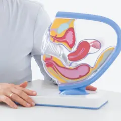 Model anatomiczny narządów rodnych kobiety. Pokazuje, jak głęboko można umieścić pessar, by zapewnić wsparcie.