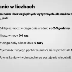 Dobre sikanie w liczbach: oddajesz mocz co 2-3 godziny w dzień, 0-1 raz w nocy, łącznie 8-9 razy na dobę. Pojemność pęcherza 350-650 ml.