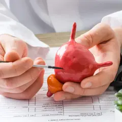 Lekarz pokazuje model pęcherza moczowego, omawiając pojemność pęcherza moczowego mężczyzny. Obok stetoskop i ciśnieniomierz.