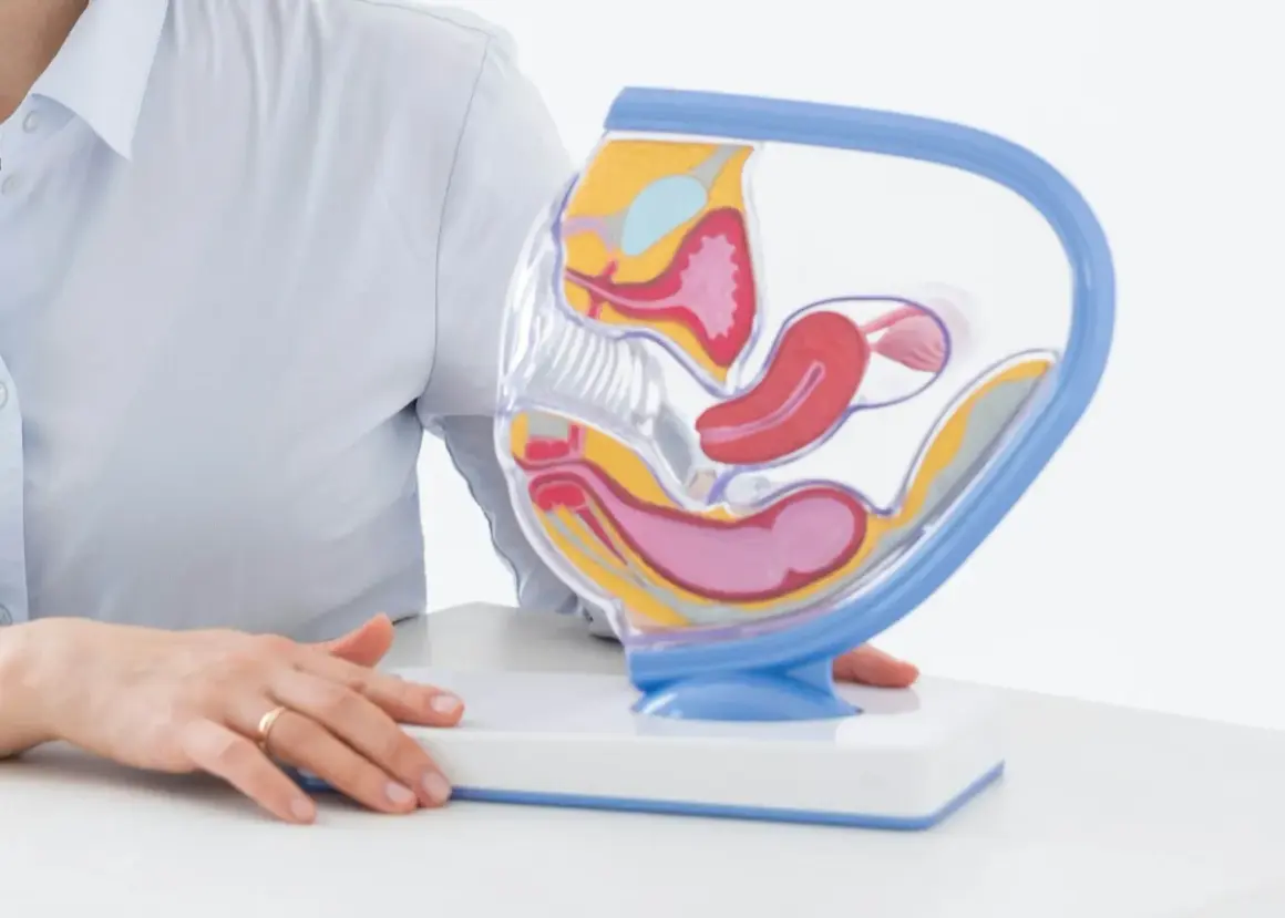 Model anatomiczny narządów rodnych kobiety. Pokazuje, jak głęboko można umieścić pessar, by zapewnić wsparcie.
